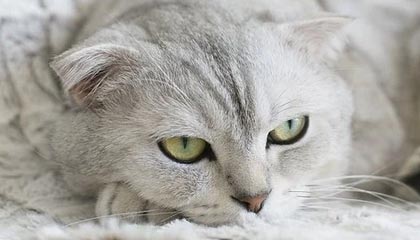 伊朗男篮在亚洲预赛中奋勇前进，期待奥运奖牌突破，伊朗男篮2021